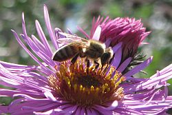Biene auf violetter Blüte einer Aster im Sonnenlicht